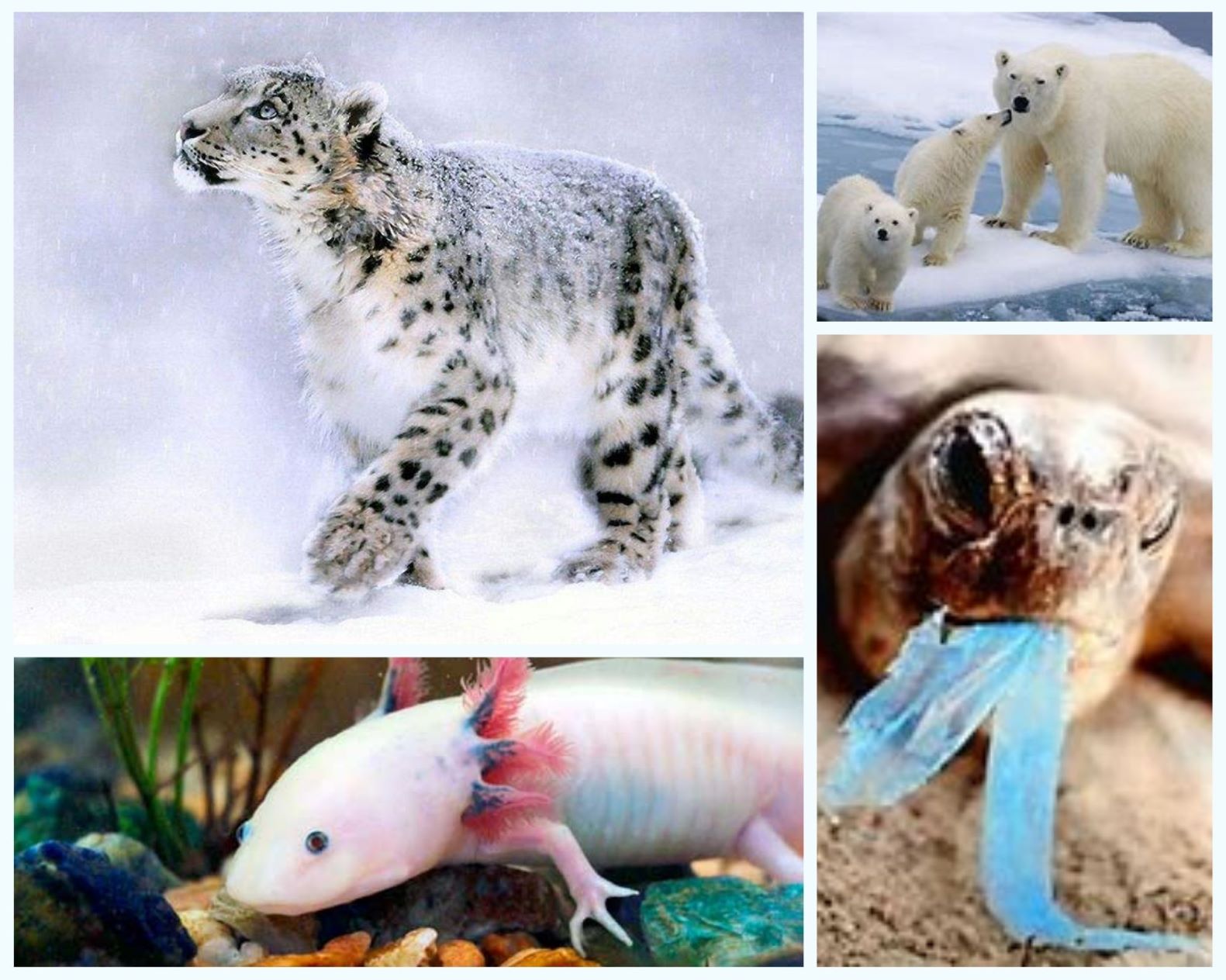 ¡Atención! Los animales necesitan ayuda.