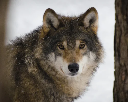 El lobo en la nieve