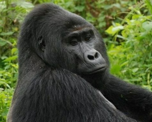 Matan al gorila Rafiki en Uganda