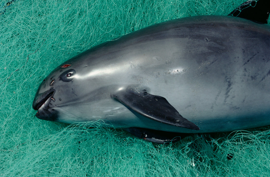 Vaquita marina capturada en redes de pesca