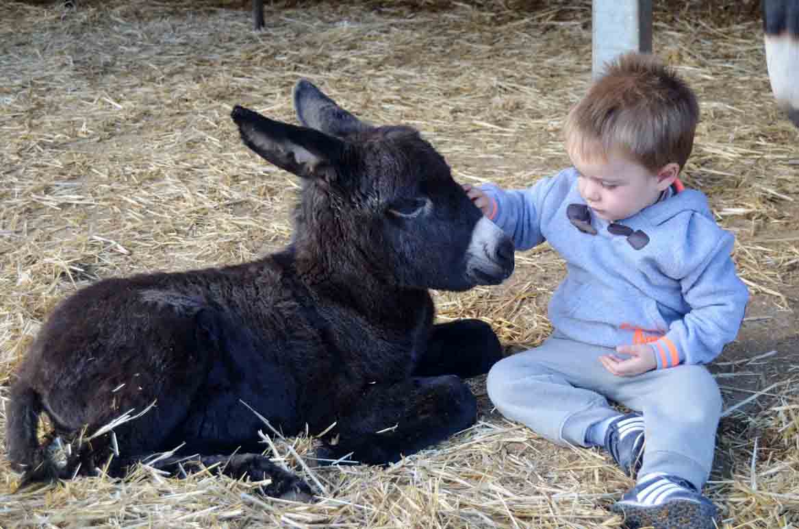 Un niño pequeño disfruta con un burro en Burrolandia