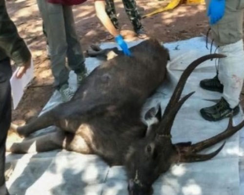 Ciervo hallado muerto con siete kilogramos de residuos en su estómago
