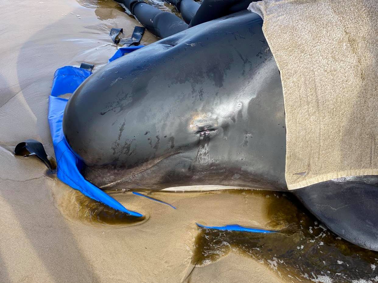 Ballena varada en Australia