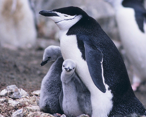 PingÃ¼ino barbijo en la AntÃ¡rtida