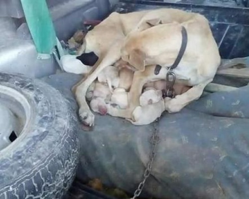 Una perra muere atada en un coche junto a sus cachorros en Jijona
