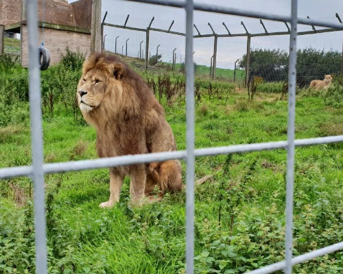 Leones en cautividad en el Borth Wild Animal Kingdom