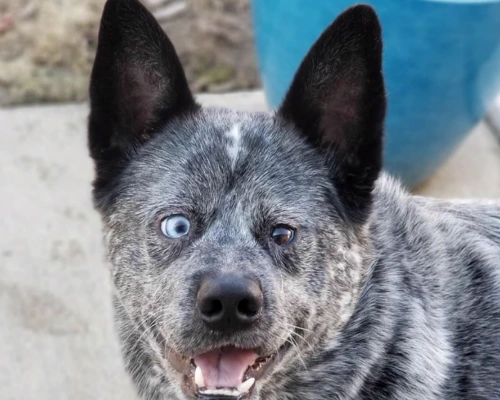 Moose, un perro que siempre parece estar alegre