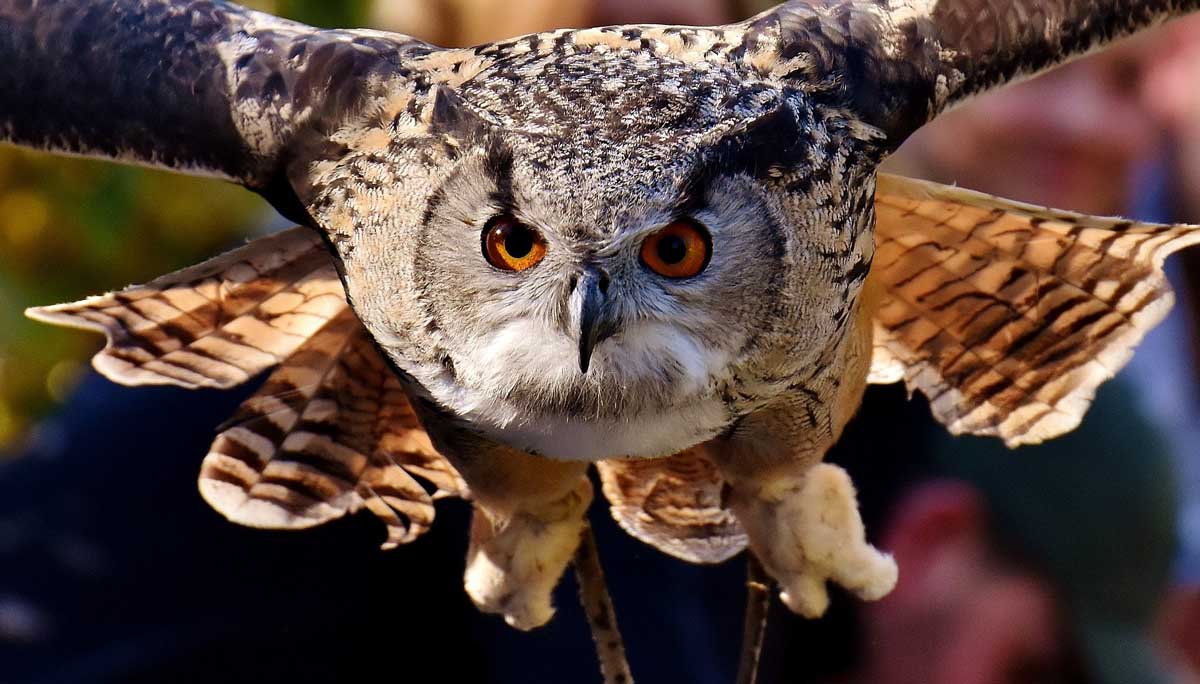 Cientos de aves protegidas están muriendo en los tendidos eléctricos en España