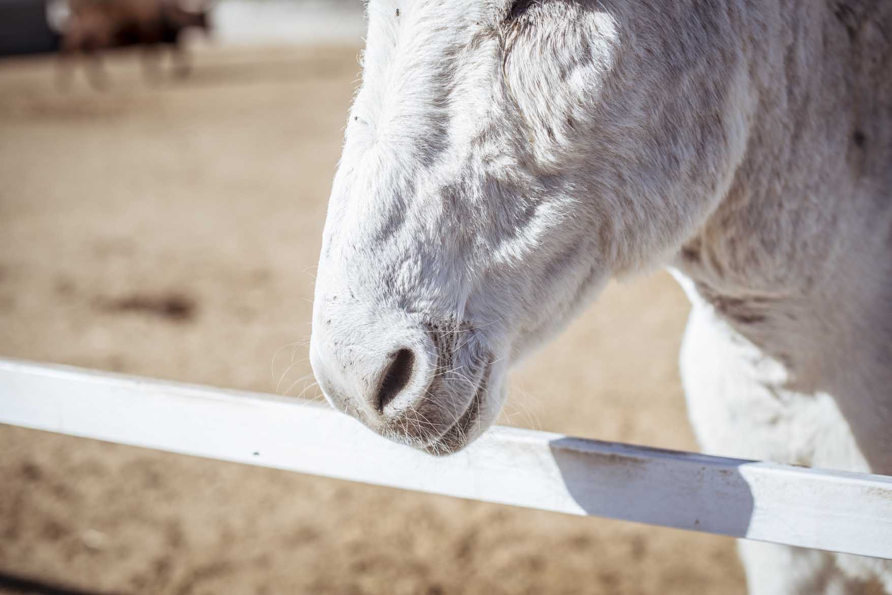 Burro en Burrolandia