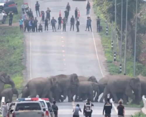 Manada de elefantes cruzando una carretera en Tailandia