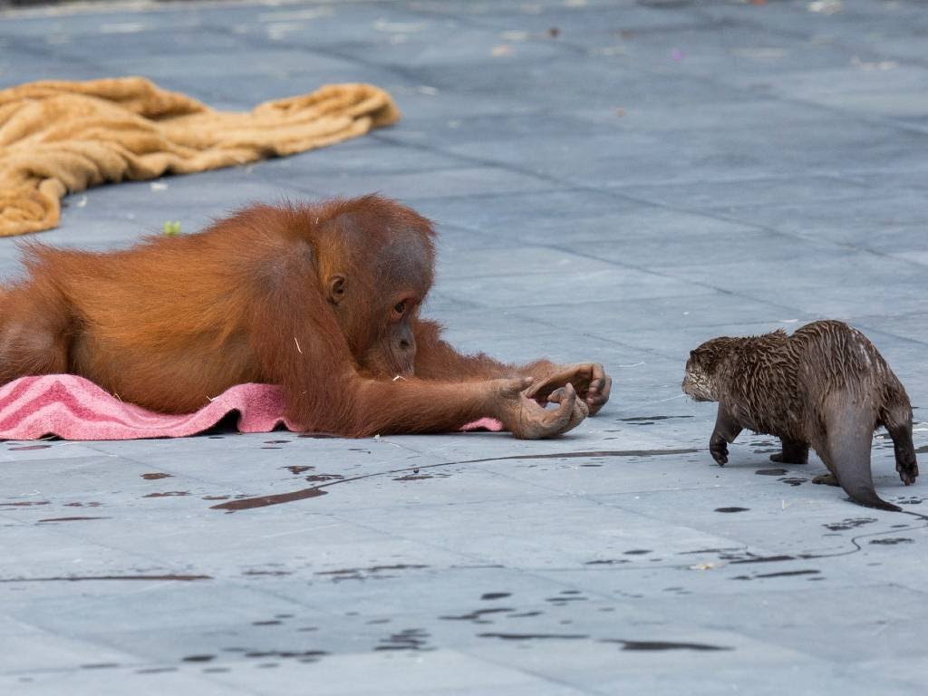 Un orangutÃ¡n juega con una nutria
