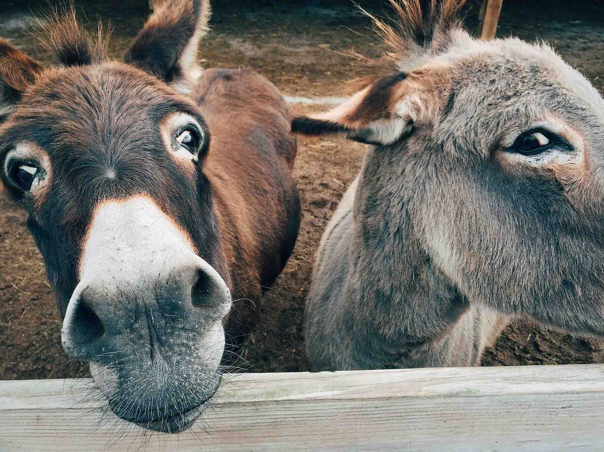 Los burros corren peligro por la demanda de la medicina china