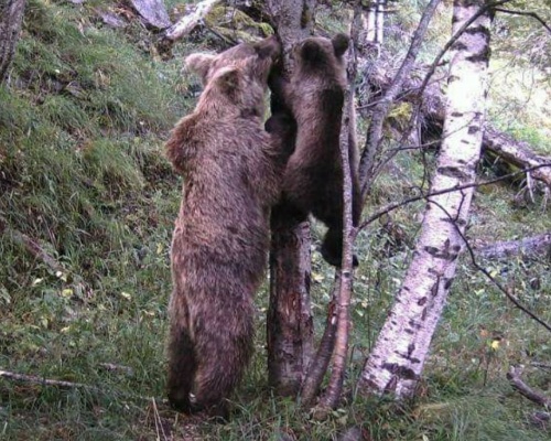 Cría de oso pardo acompañada de su madre en el Pirineo