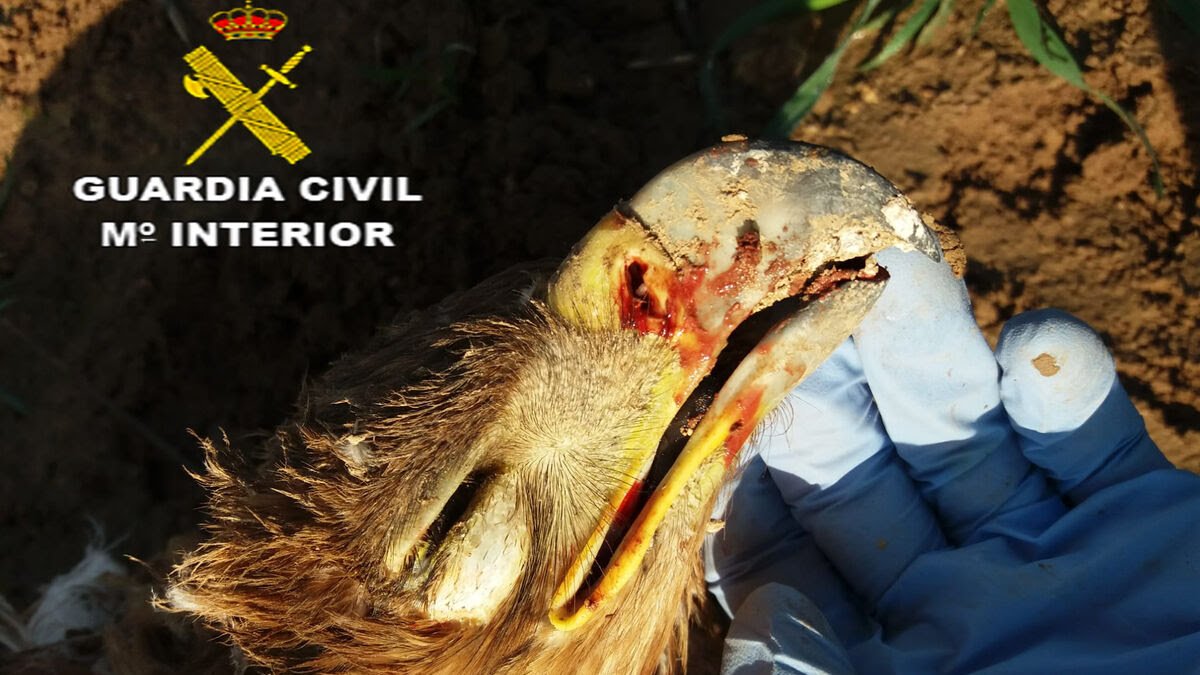 Investigan a un guarda rural que podría haber abatido a un águila imperial ibérica en Sevilla