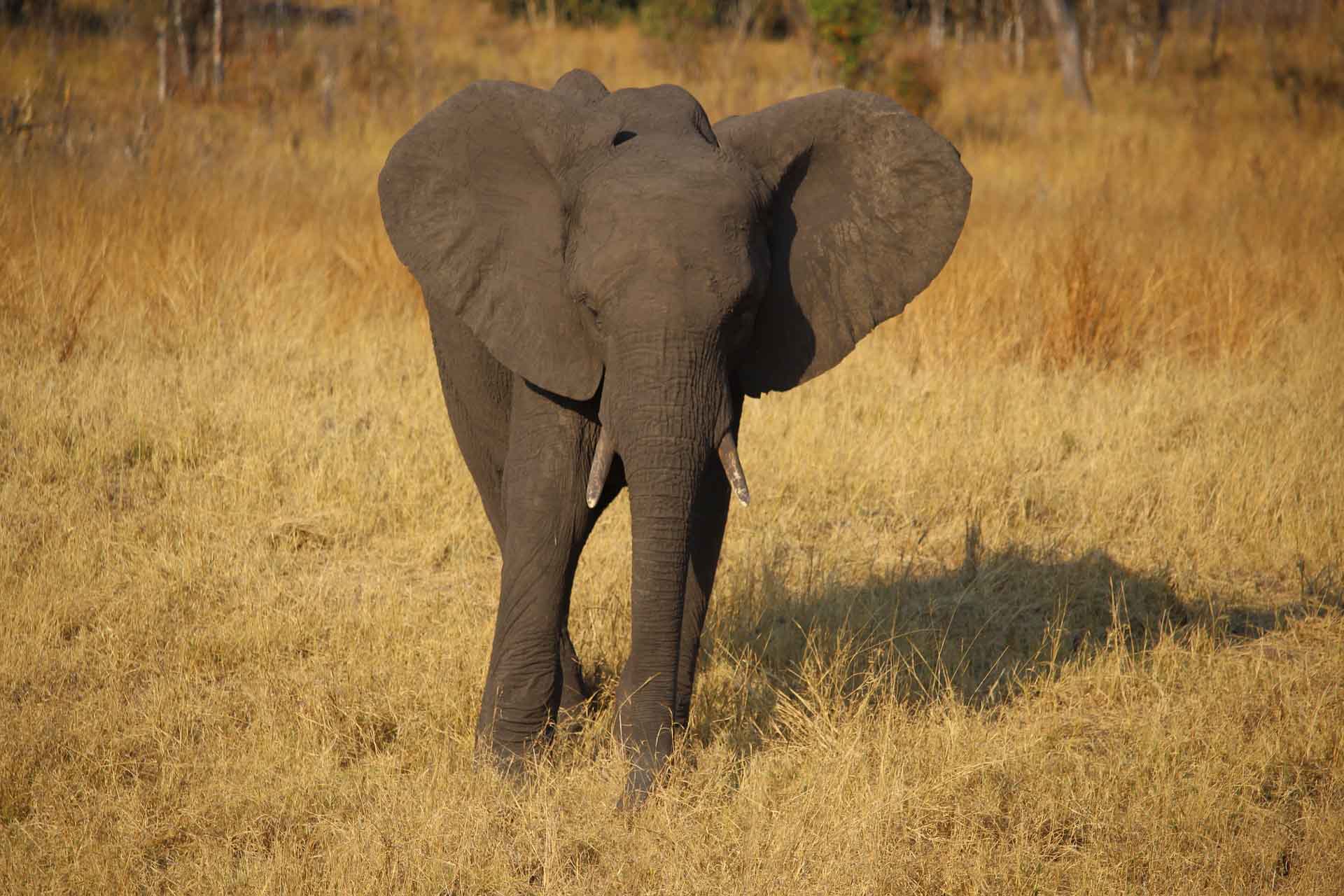 Cría de elefante en Zimbabue, África