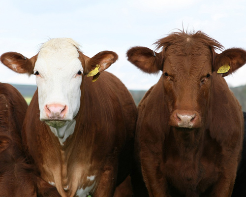 Vacas abandonadas muertas por inanición