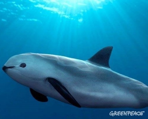 Vaquita Marina en el golfo de California