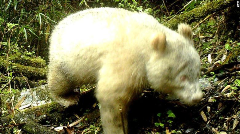 Oso panda albino