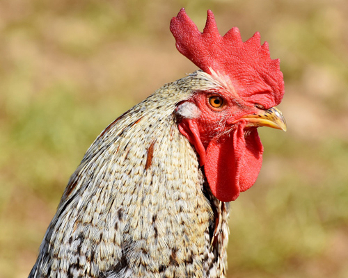 Un gallo de peleas ha quitado la vida a su dueño en Lothunur intentando escapar