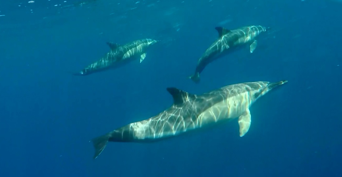 Delfines en libertad