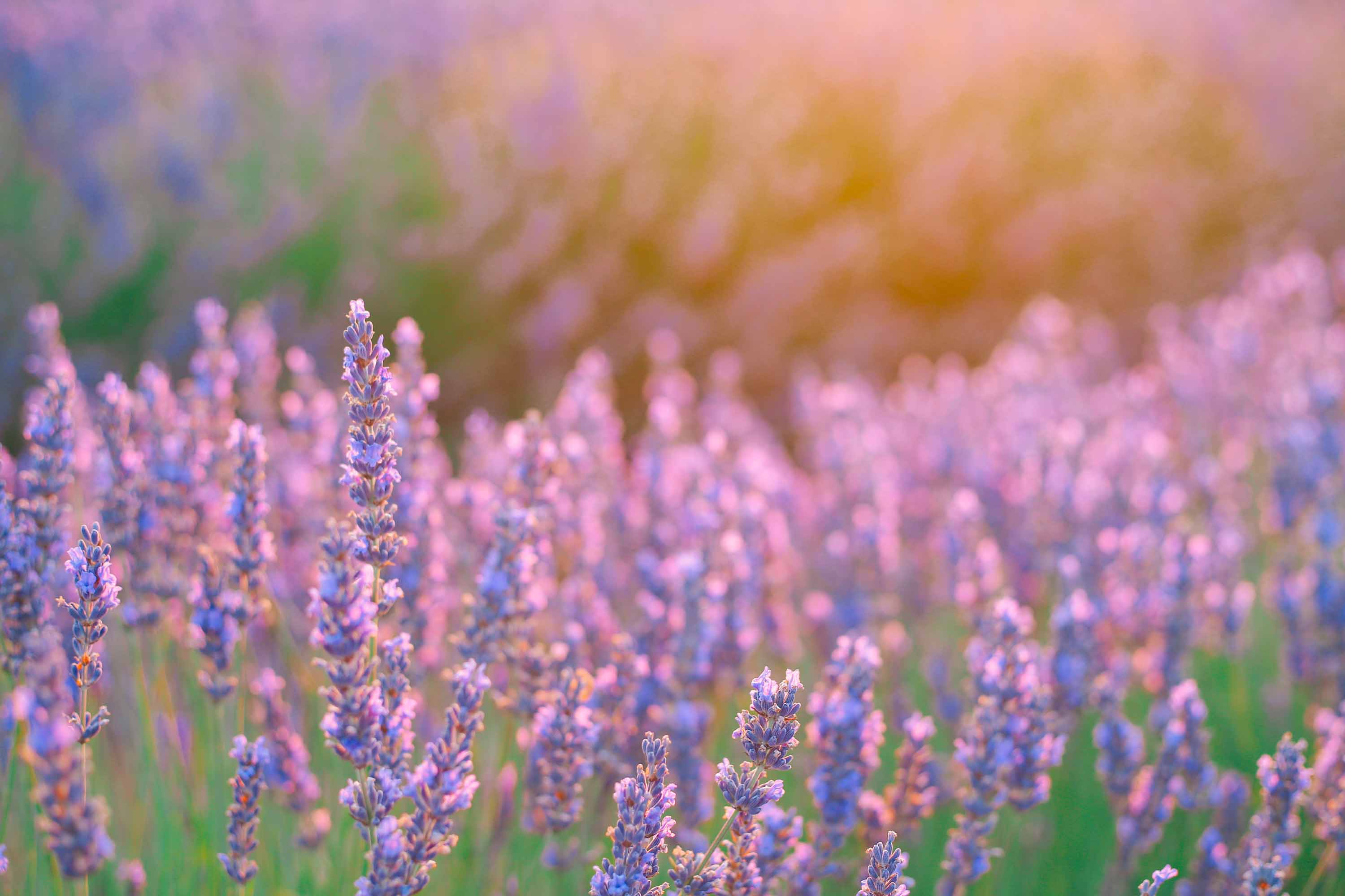 Los campos de lavanda de Brihuega reciben cada vez más visitantes