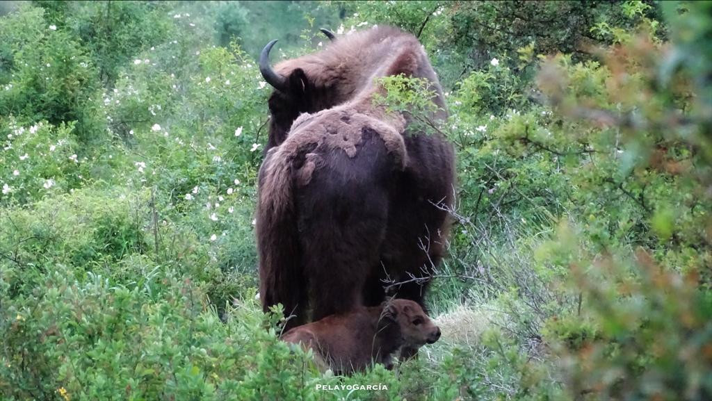 Cría de bisonte en el Valle de Anciles