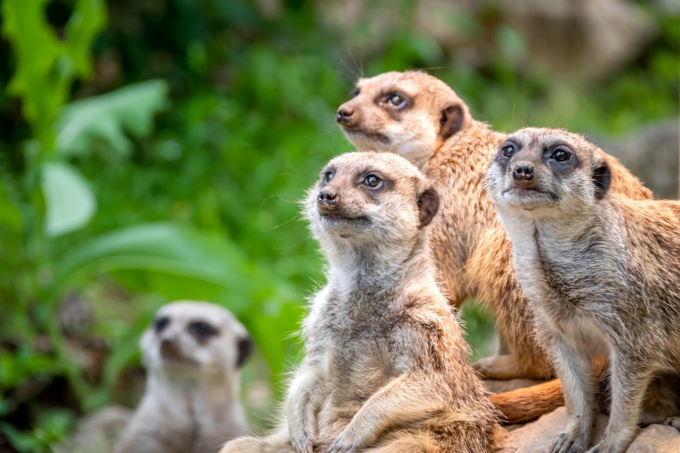 Una familia de suricatos