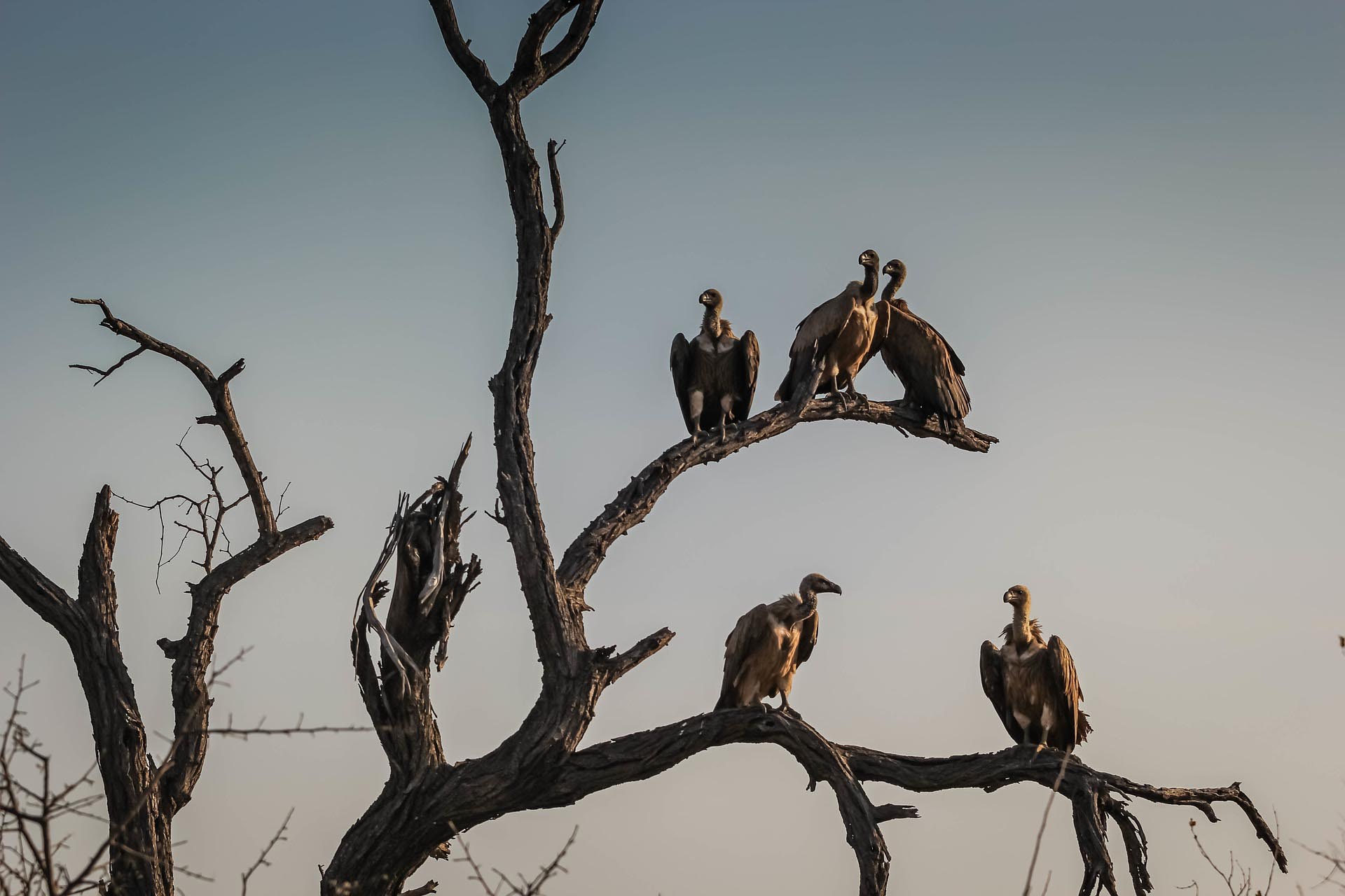 Buitres en África