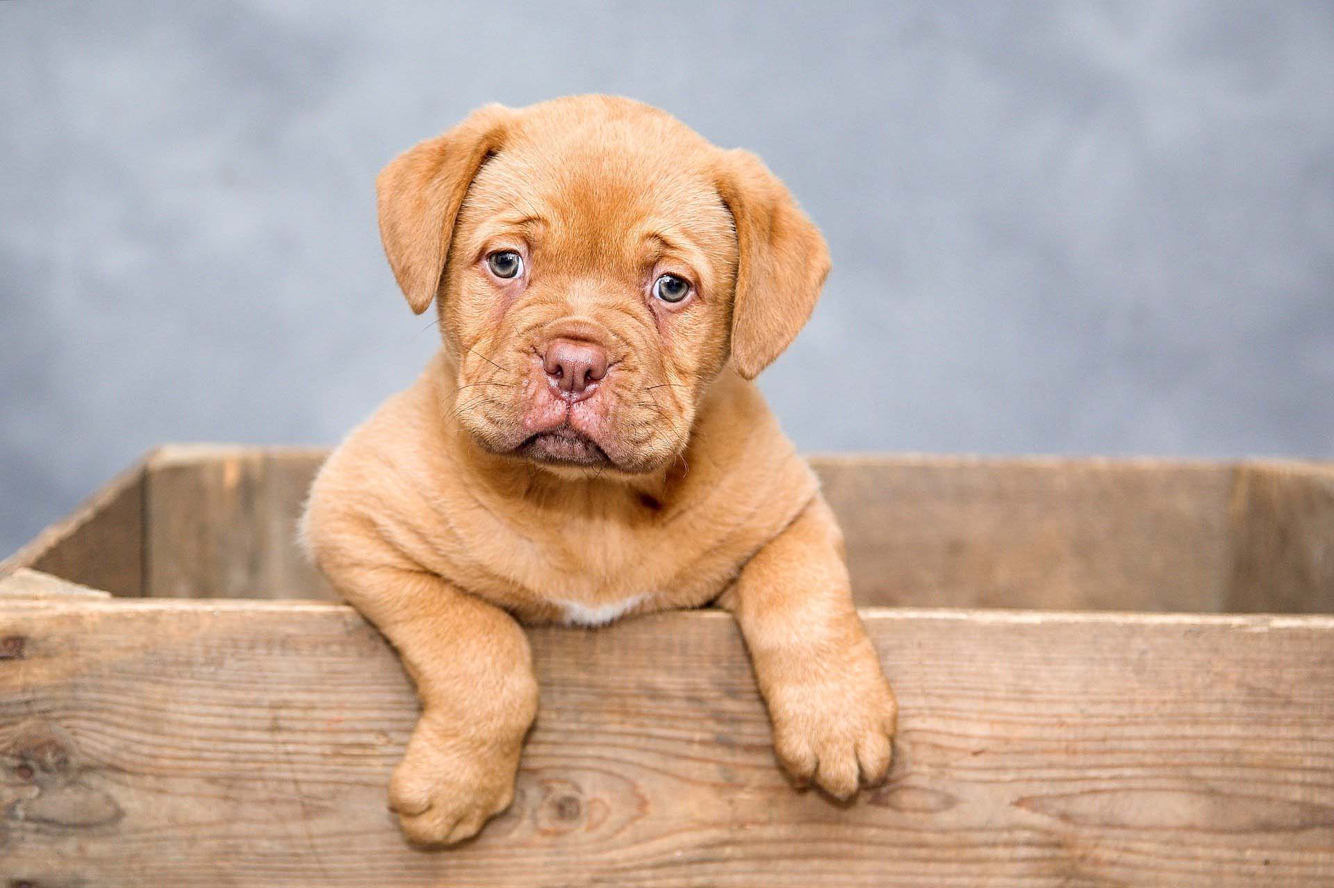 Un cachorro dogo de Burdeos 