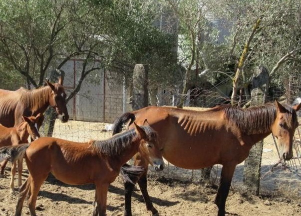 Caballos desnutridos en una explotación ganadera