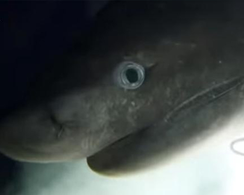 tiburón cañabota Oceanx
