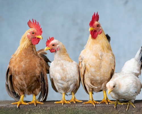 Una nueva cepa de gripa aviar salta de aves a seres humanos