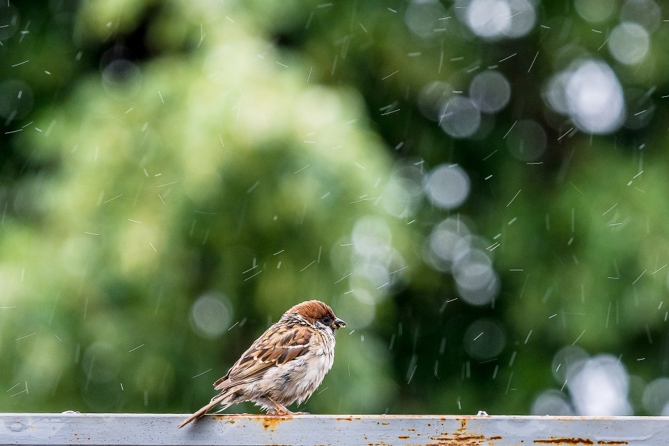 Un gorriÃ³n en plena naturaleza