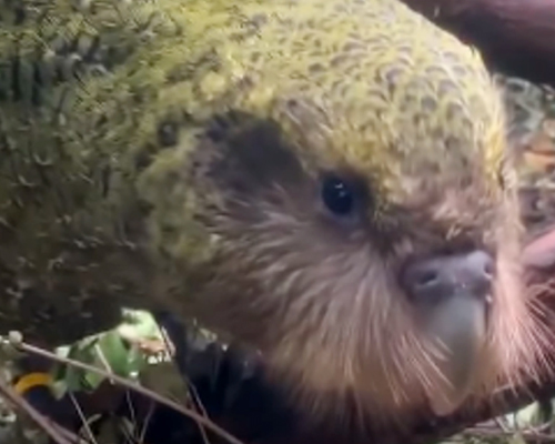 kakapo en peligro de extinción