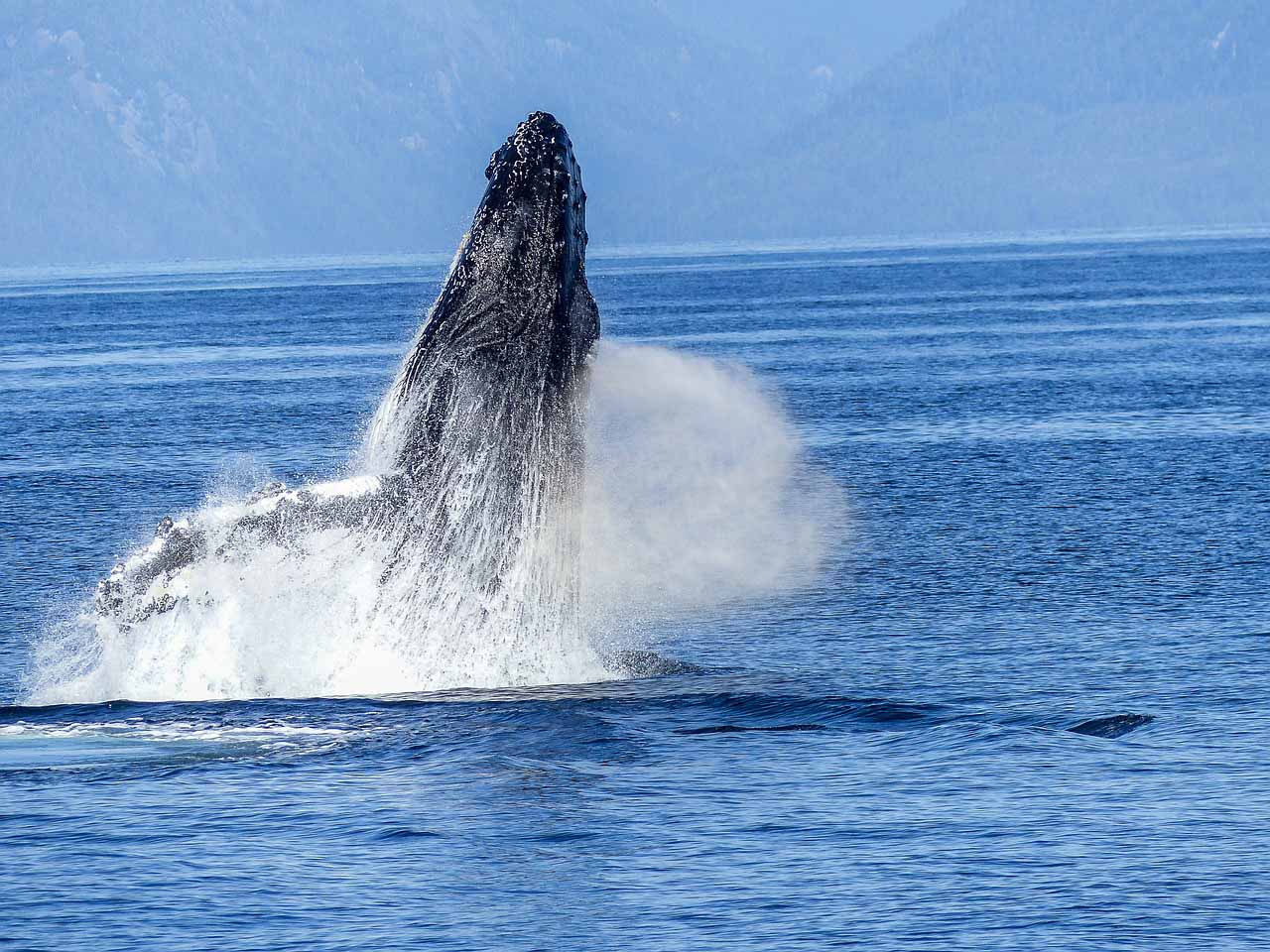 Ballena jorobada en libertad