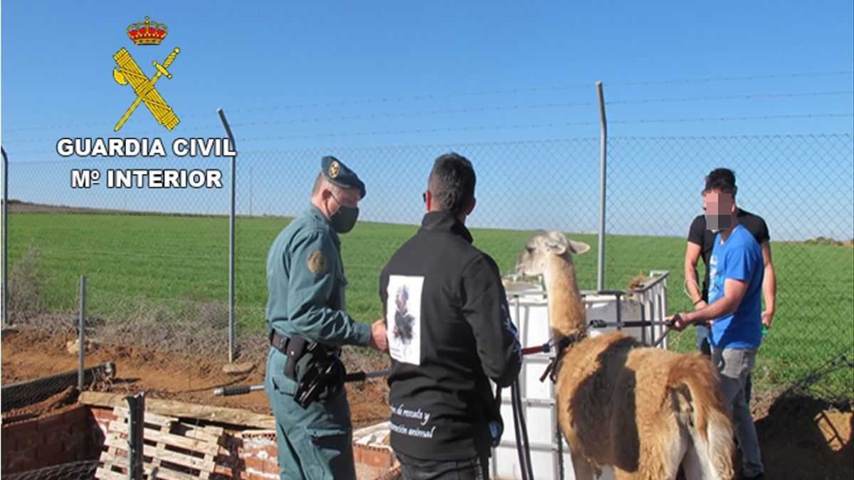 Una llama y un pavo real, entre otros animales, han sido rescatados en estado de desnutrición