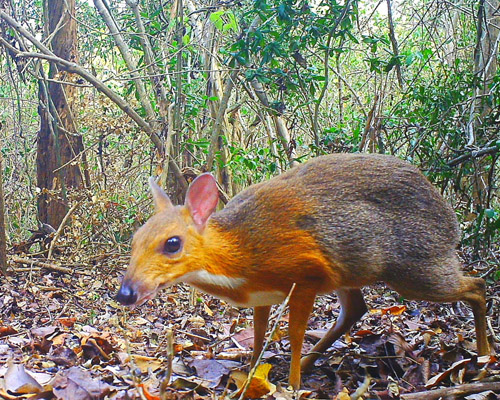 Redescubierto el ciervo ratón en Vietnam