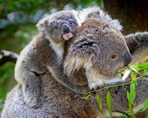 Un koala y su cría