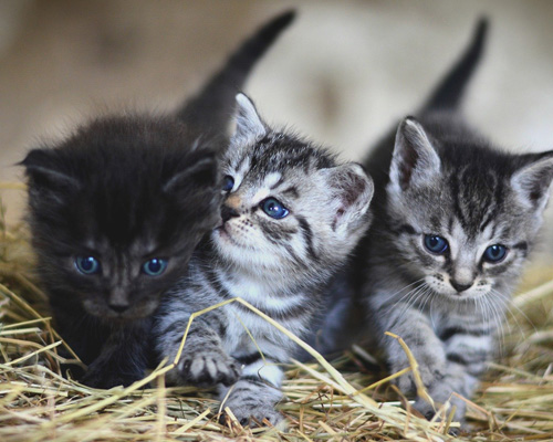 Cachorros de gato