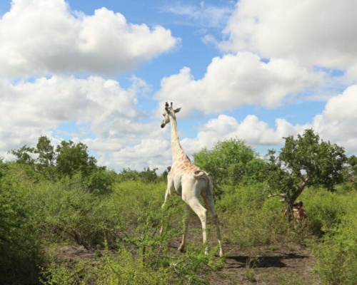 Jirafa blanca en Kenia