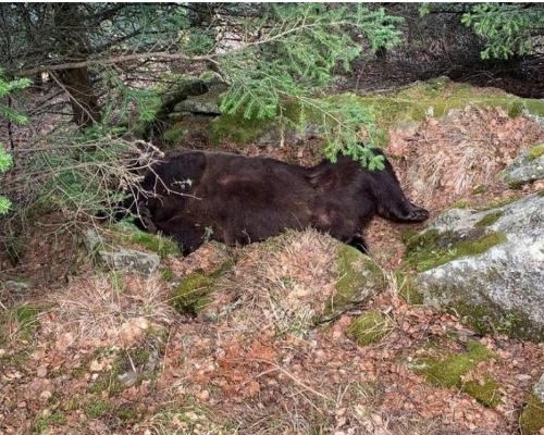 Cadaver del oso Cachou