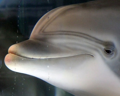 Delfín robot 