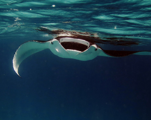 La mantarraya es otro de los animales afectados por el comercio ilegal en Cuba