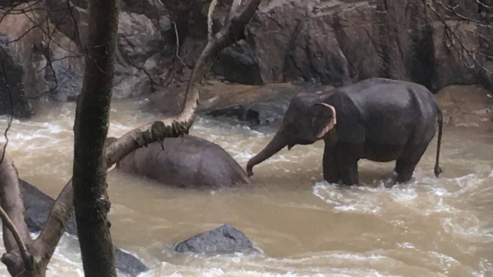 Mueren elefantes ahogados en Tailandia