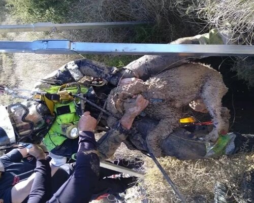 Bomberos de Murcia rescatan a un perro que había caído a un pozo
