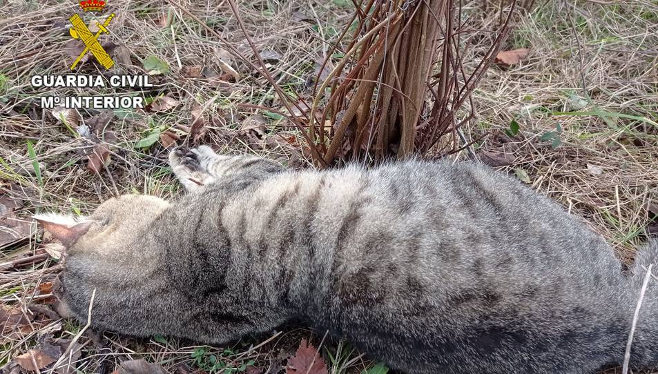 Investigan la muerte de varios gatos en una zona en la que había lazos trampa