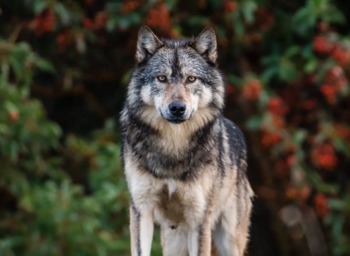 Takaya, el lobo más famoso de Canadá