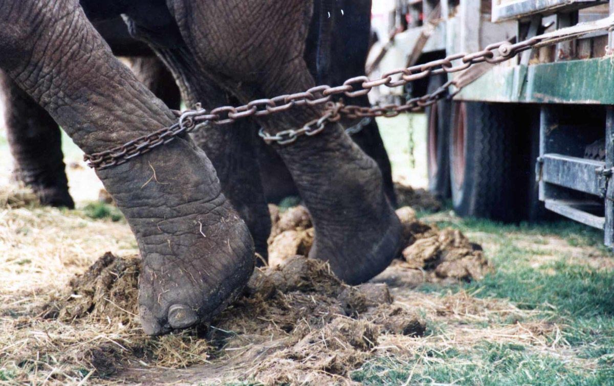 Elefante encadenado en el circo