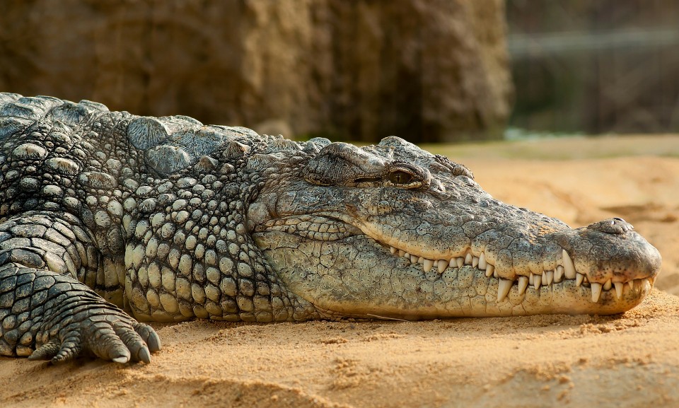 Un cocodrilo del Nilo estÃ¡ en el rÃ­o Duero
