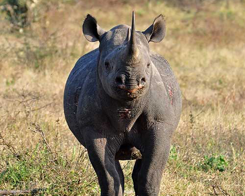 Rinoceronte negro en Ãfrica